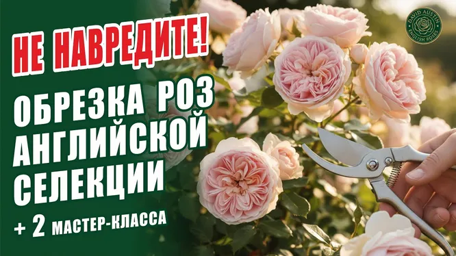 Нажми и смотри
