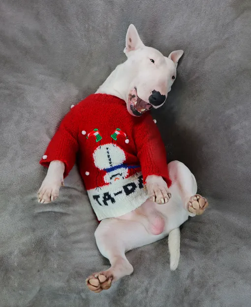 Гид по подаркам собакам к Новому году: 20 идей от 300 до 3000 рублей Гид по подаркам собакам к Новому году: 20 идей от 300 до 3000 рублей