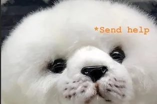 «Почти Шанхай»: из-за поломки самолетов арт-директора Louis Vuitton дважды не смогли вылететь из Сибири