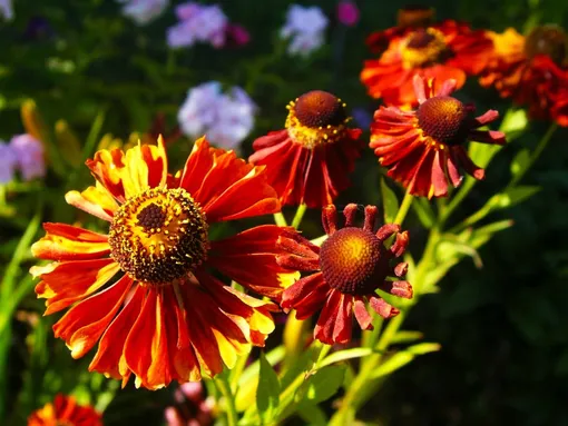 Самые распространённые ошибки при обрезке гелениума Самые распространённые ошибки при обрезке гелениума