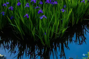 Вместо фильтра: какие растения завести в садовом бассейне, чтобы вода была всегда чистой Вместо фильтра: какие растения завести в садовом бассейне, чтобы вода была всегда чистой