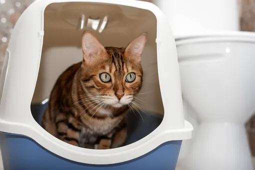 Почему не стоит использовать отбеливатель для уборки дома, и кот