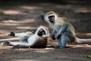 Фотограф сделал уникальный снимок мартышки, делающей искусственное дыхание другу
