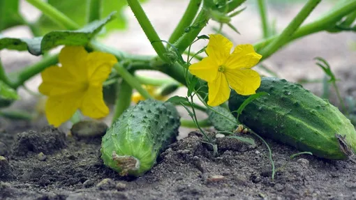 Что делать, чтобы вырастить много огурцов? 10 советов не только для начинающих Что делать, чтобы вырастить много огурцов? 10 советов не только для начинающих