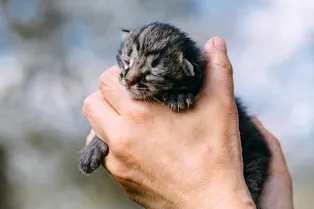 Кошка не принимает новорожденных котят: возможные причины