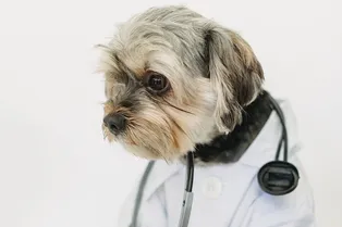 Ветеринар на дом: в каких случаях надо вызывать Ветеринар на дом: в каких случаях надо вызывать