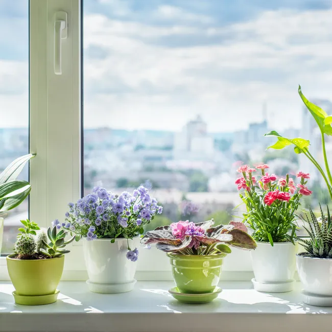 Температурный режим для комнатных растений: особенности ухода