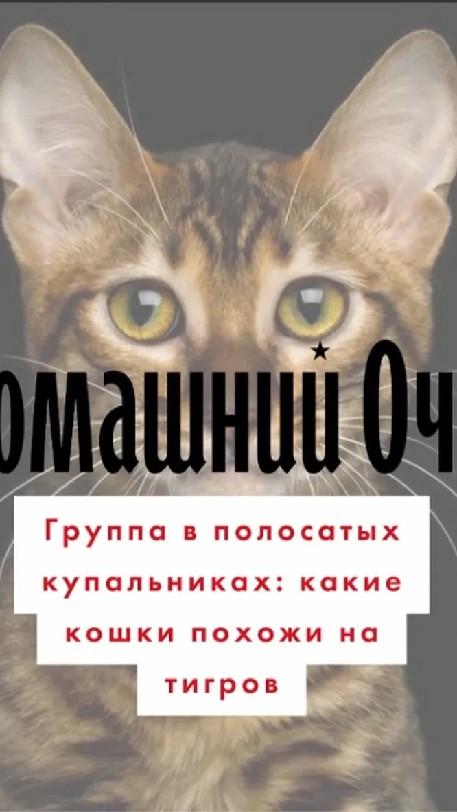 Нажми и смотри