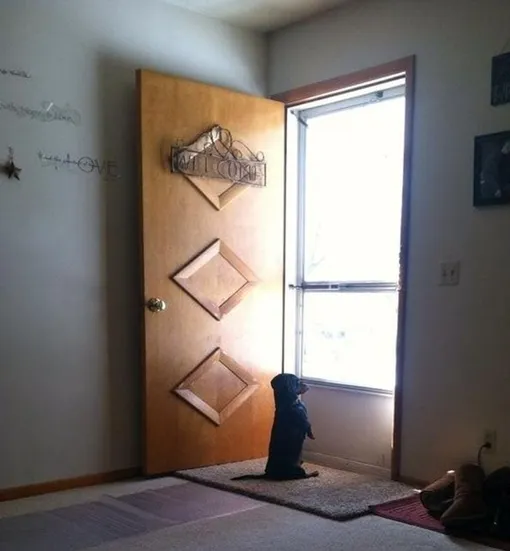 собака скучает по хозяйке собака скучает по хозяйке