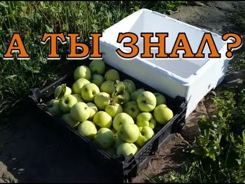 Нажми и смотри