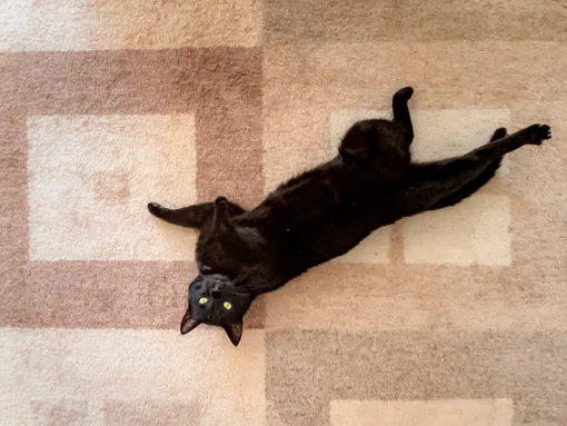 5 мест в доме, где нельзя стелить ковровое покрытие, и кот