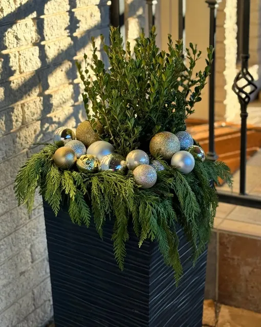 балконные растения для нового года балконные растения для нового года