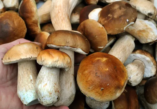 Какие грибы можно собрать в октябре 2025