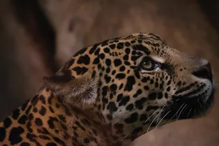 Леопард Николая Дроздова нашел подругу в заповеднике Леопард Николая Дроздова нашел подругу в заповеднике