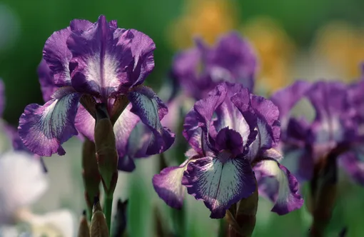 7 цветущих растений, обожающих песчаную почву