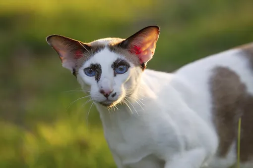 ориентал кошка