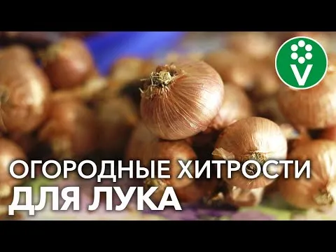 Нажми и смотри