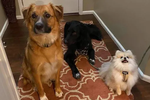 Тилли снова дома Тилли снова дома