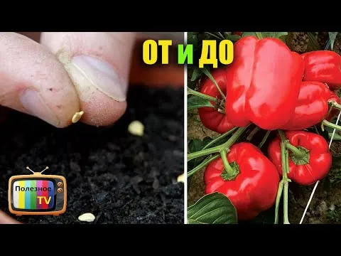 Нажми и смотри