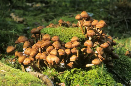 Какие грибы собирают вёдрами в конце октября и ноябре