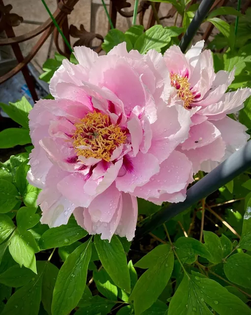 Пион «Фусотсукаса» Пион «Фусотсукаса»