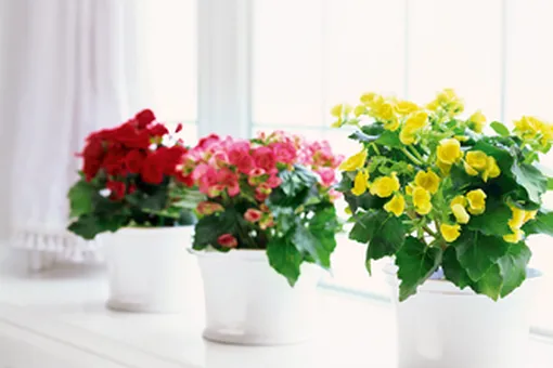 Как ухаживать за комнатными растениями