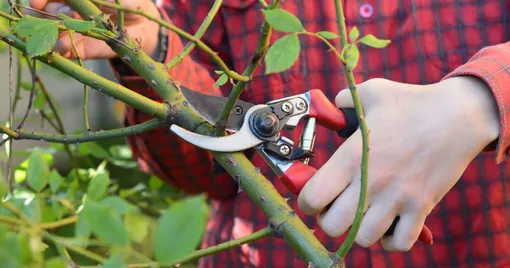 Уход за розами ранней весной