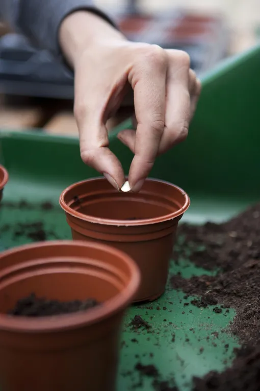 когда сажать патиссоны на рассаду