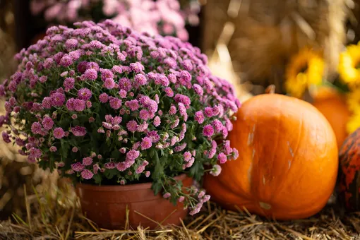 Хризантемы в горшке Хризантемы в горшке