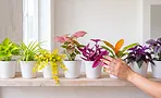 Лайм, фуксия и хром: 8 комнатных растений с кислотной листвой, которые выглядят как будто светятся Лайм, фуксия и хром: 8 комнатных растений с кислотной листвой, которые выглядят как будто светятся