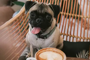 «Платят вилянием хвоста»: владелец ресторана кормит бездомных собак «Платят вилянием хвоста»: владелец ресторана кормит бездомных собак