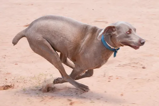 5 привычек собаки, которые человеку кажутся странными, но на деле являются нормой 5 привычек собаки, которые человеку кажутся странными, но на деле являются нормой