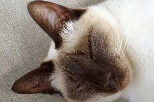 В России умер самый старый кот, попавший в книгу рекордов