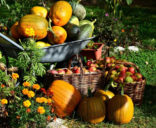 Лунный посевной календарь садовода и огородника на неделю с 28 августа по 3 сентября 2023 года Лунный посевной календарь садовода и огородника на неделю с 28 августа по 3 сентября 2023 года