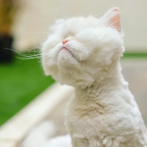 слепой кот слепой кот