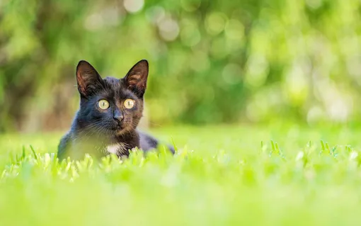 бомбейская кошка фото