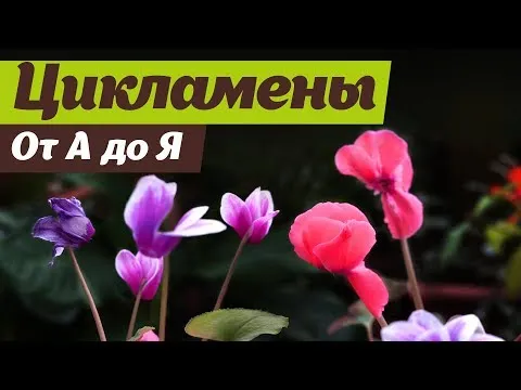 Нажми и смотри
