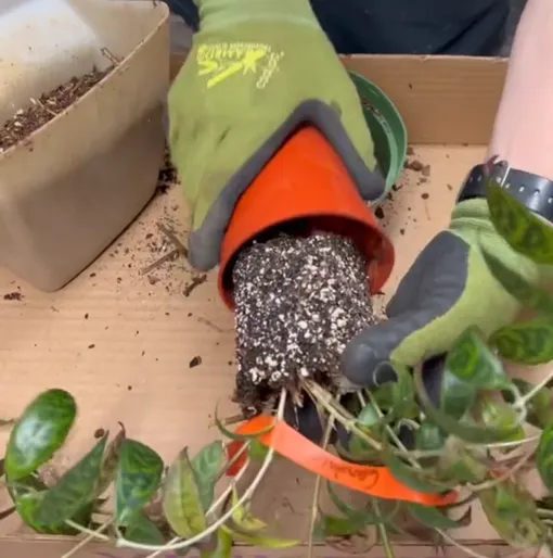 Как быстро пересадить цветок