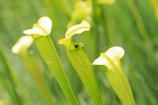 Саррацения алата Саррацения алата