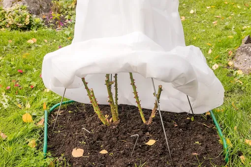 Почему розы гибнут под укрытием: 5 ошибок, из-за которых вы теряете кусты каждую весну