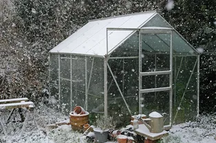 Как гарантированно избавиться от белокрылки в теплице? Откройте двери