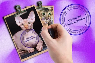 Они существуют? Какие породы кошек подойдут людям с аллергией Они существуют? Какие породы кошек подойдут людям с аллергией