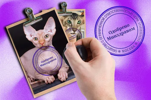 Они существуют? Какие породы кошек подойдут людям с аллергией