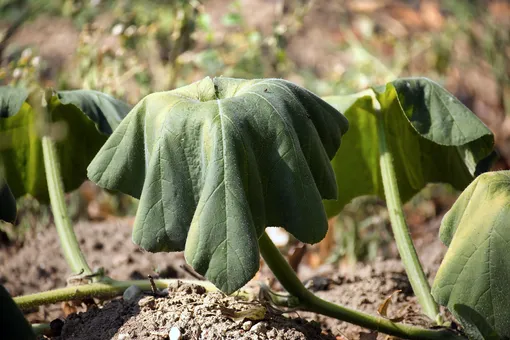 Задержка роста, вянущие листья, отсутствие цветов: 6 проблем, причина которых кроется в качестве почвы Задержка роста, вянущие листья, отсутствие цветов: 6 проблем, причина которых кроется в качестве почвы