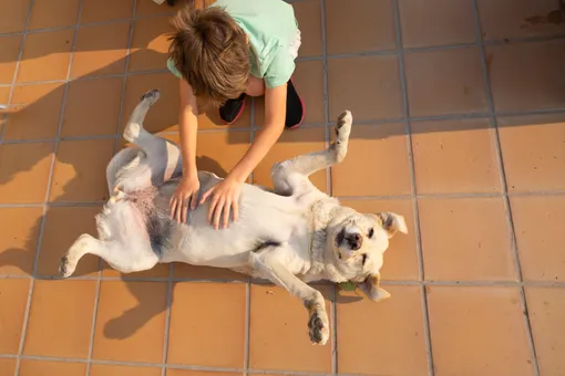 Язык любви вашей собаки: как она проявляет чувства и как понять, что вы ей нравитесь Язык любви вашей собаки: как она проявляет чувства и как понять, что вы ей нравитесь