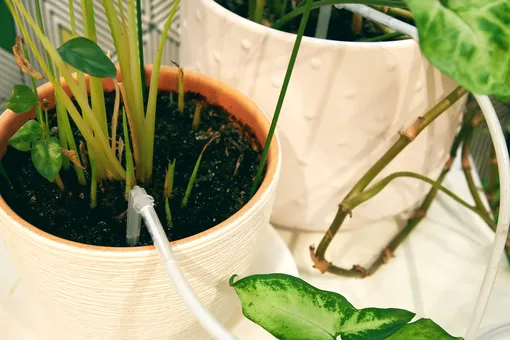 Сохранить комнатные цветы в отпуске можно при помощи вот такого полива Сохранить комнатные цветы в отпуске можно при помощи вот такого полива