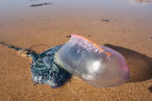 Португальский кораблик Португальский кораблик