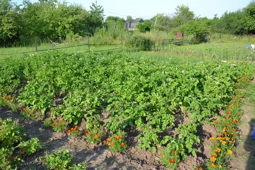 Бархатцы и картофель