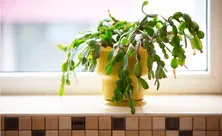 5 комнатных растений, которые уже вышли из моды