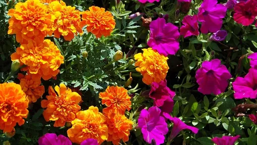 Цветы для клумб и вертикального озеленения